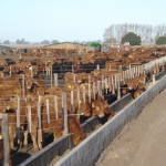 Novillos Limousin en FeedLot