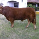 Toro Limousin Saltamontes 2