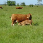 Vaca y ternero Limousin