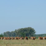 Vacas Limousin